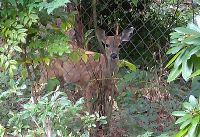 Deerbehindfence (2)
