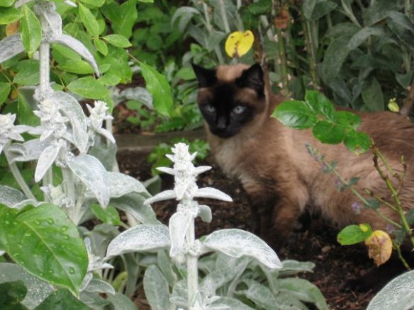 1937225_132775067334_7879175_n