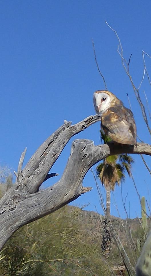 12651255_10153369403057335_2794956770849975907_n