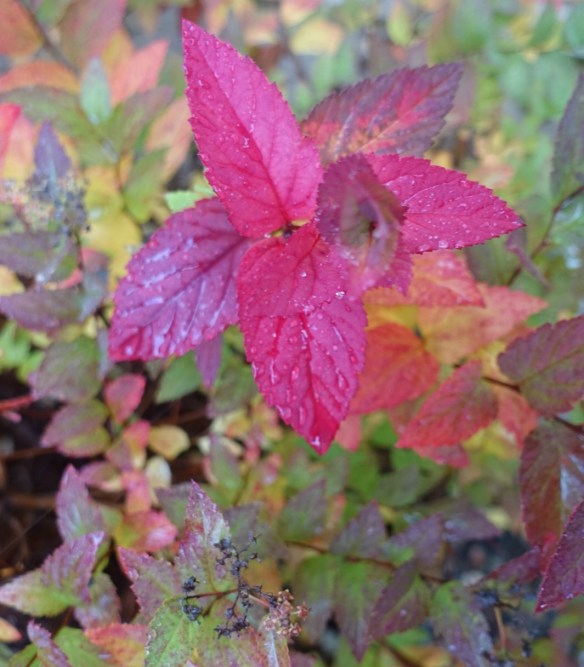 dsc01922_wet-2