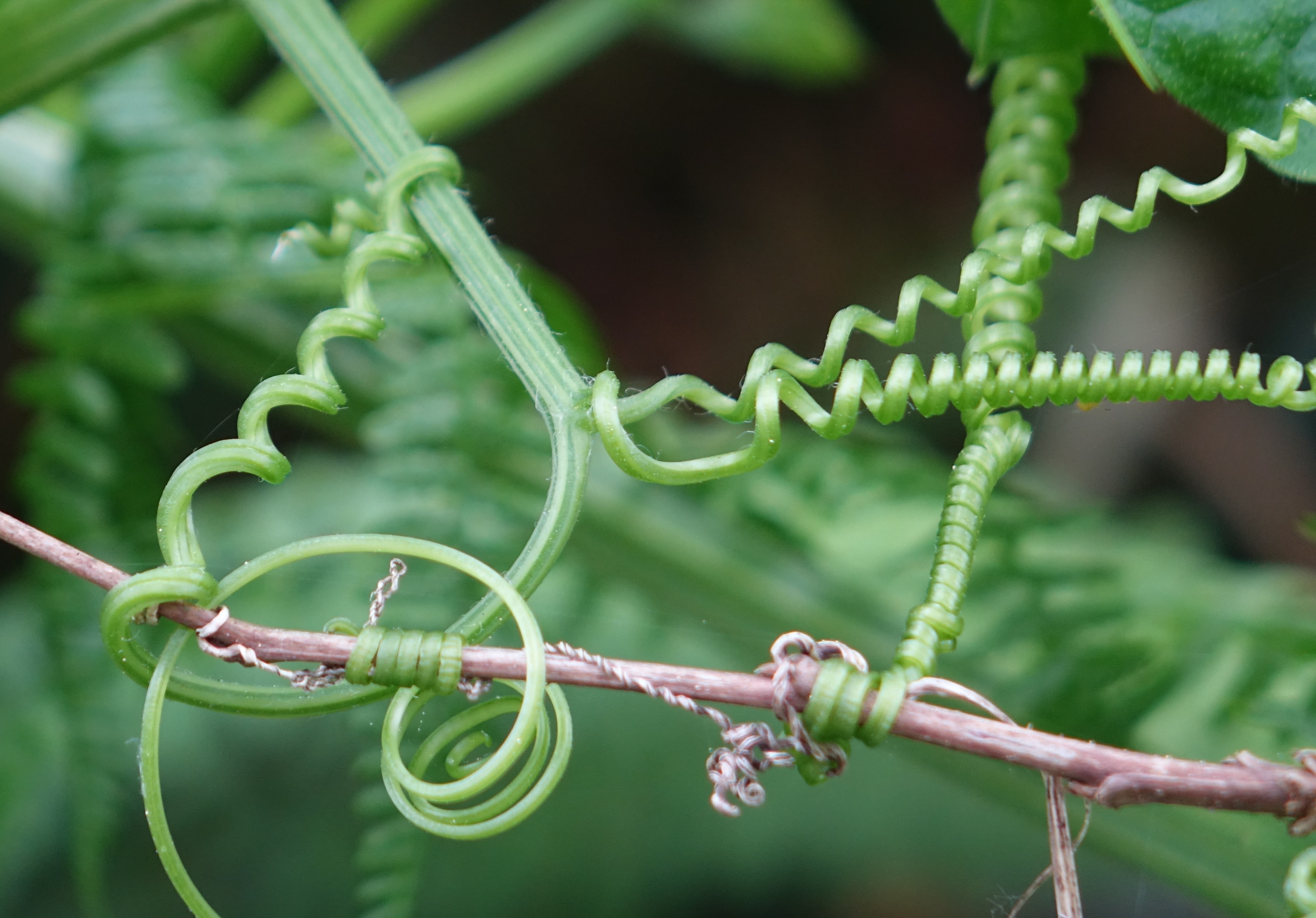 Weekly Photo Challenge: Twisted Tendrils – Cats and Trails and Garden Tales
