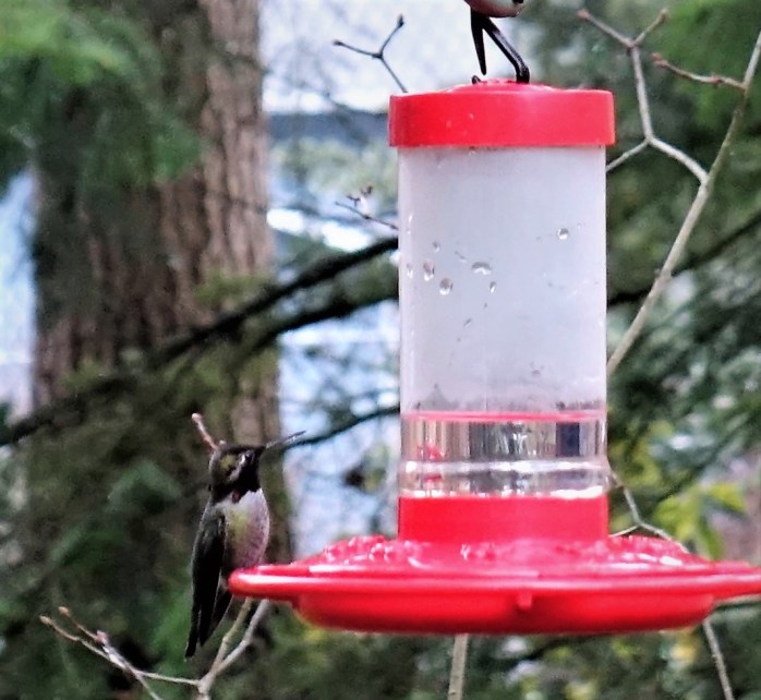 The Changing Color of the Anna’s Hummingbird – Cats and Trails and ...