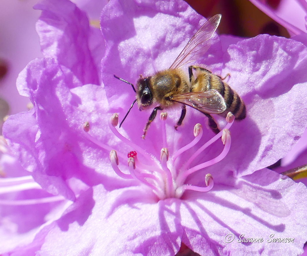 The Azalea and the Mason Bees – Cats and Trails and Garden Tales