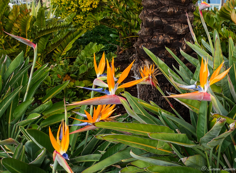 Friendly Flora from San Diego – Cats and Trails and Garden Tales