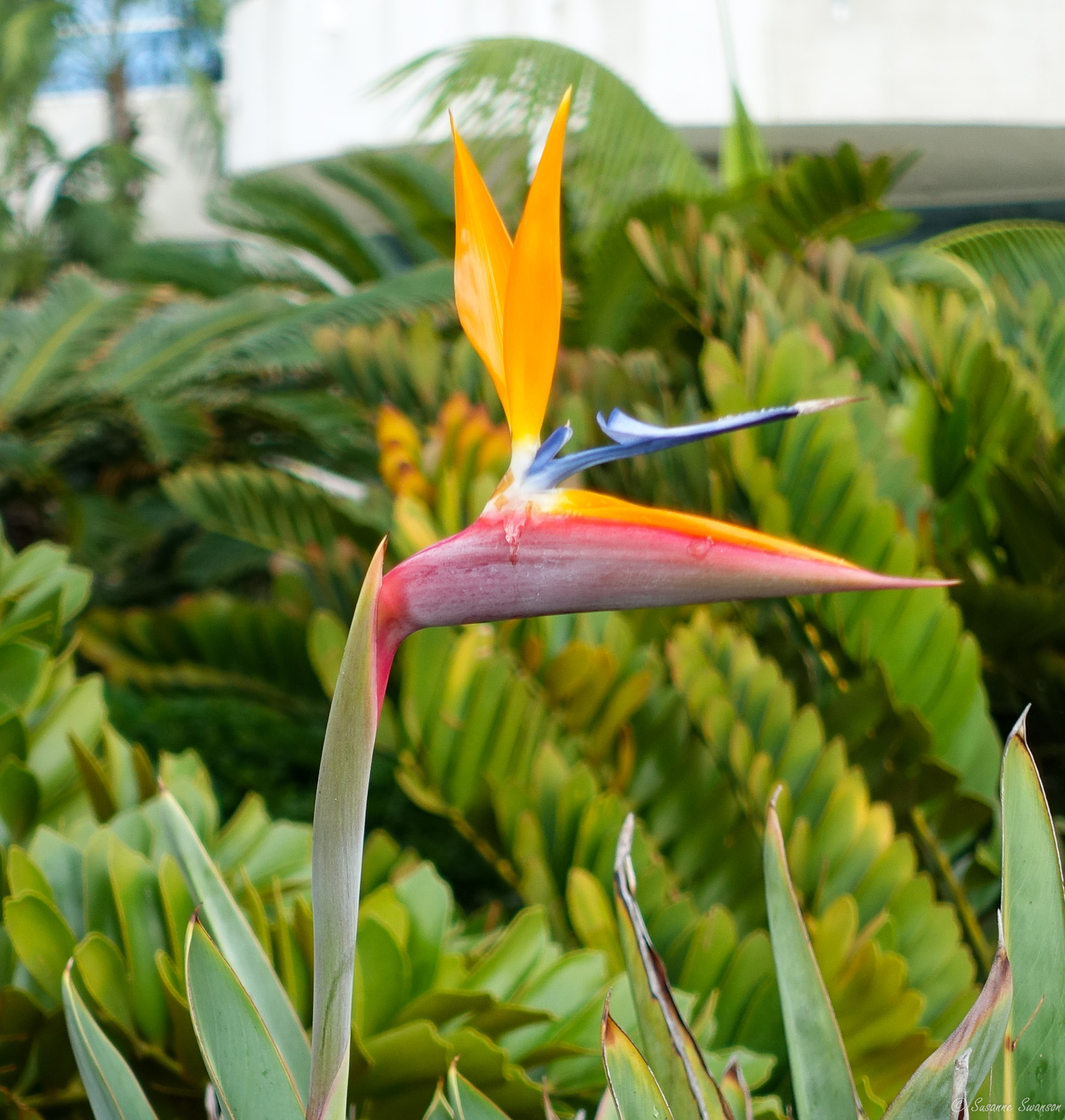 Friendly Flora from San Diego – Cats and Trails and Garden Tales