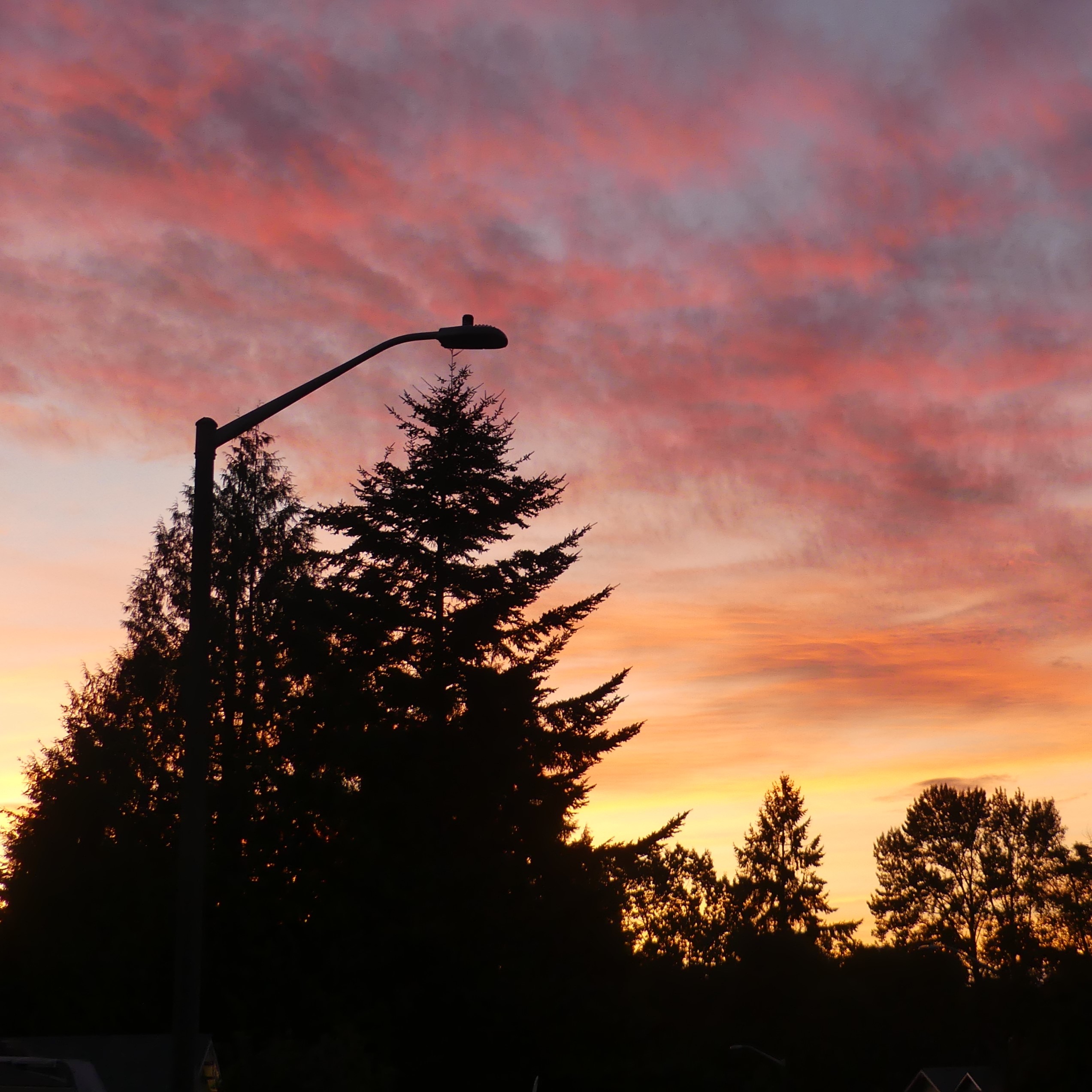 Seven O'clock Sunset – Cats and Trails and Garden Tales