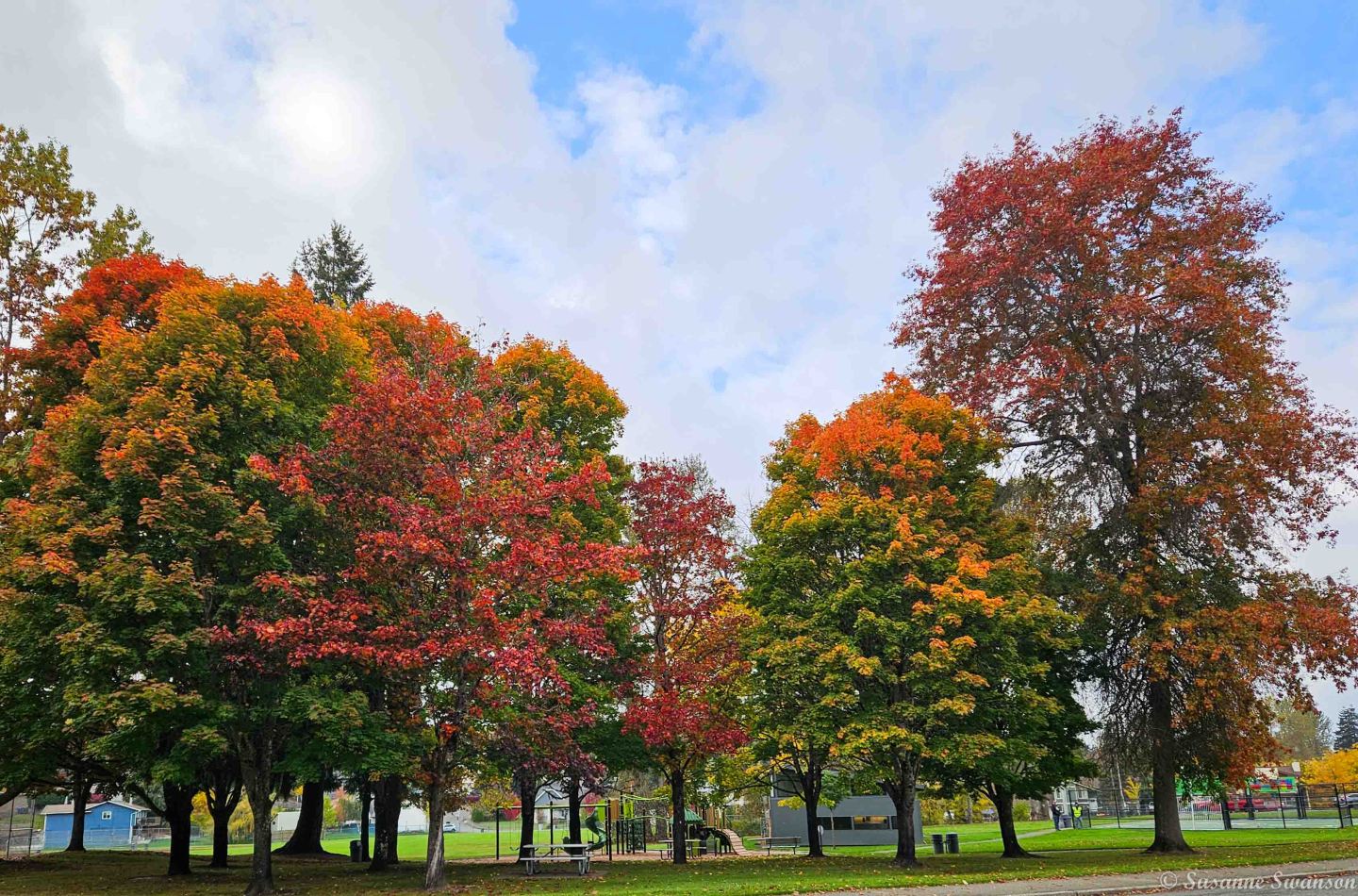 Changing Trees of Color on the Street Where I Live – Cats and Trails ...