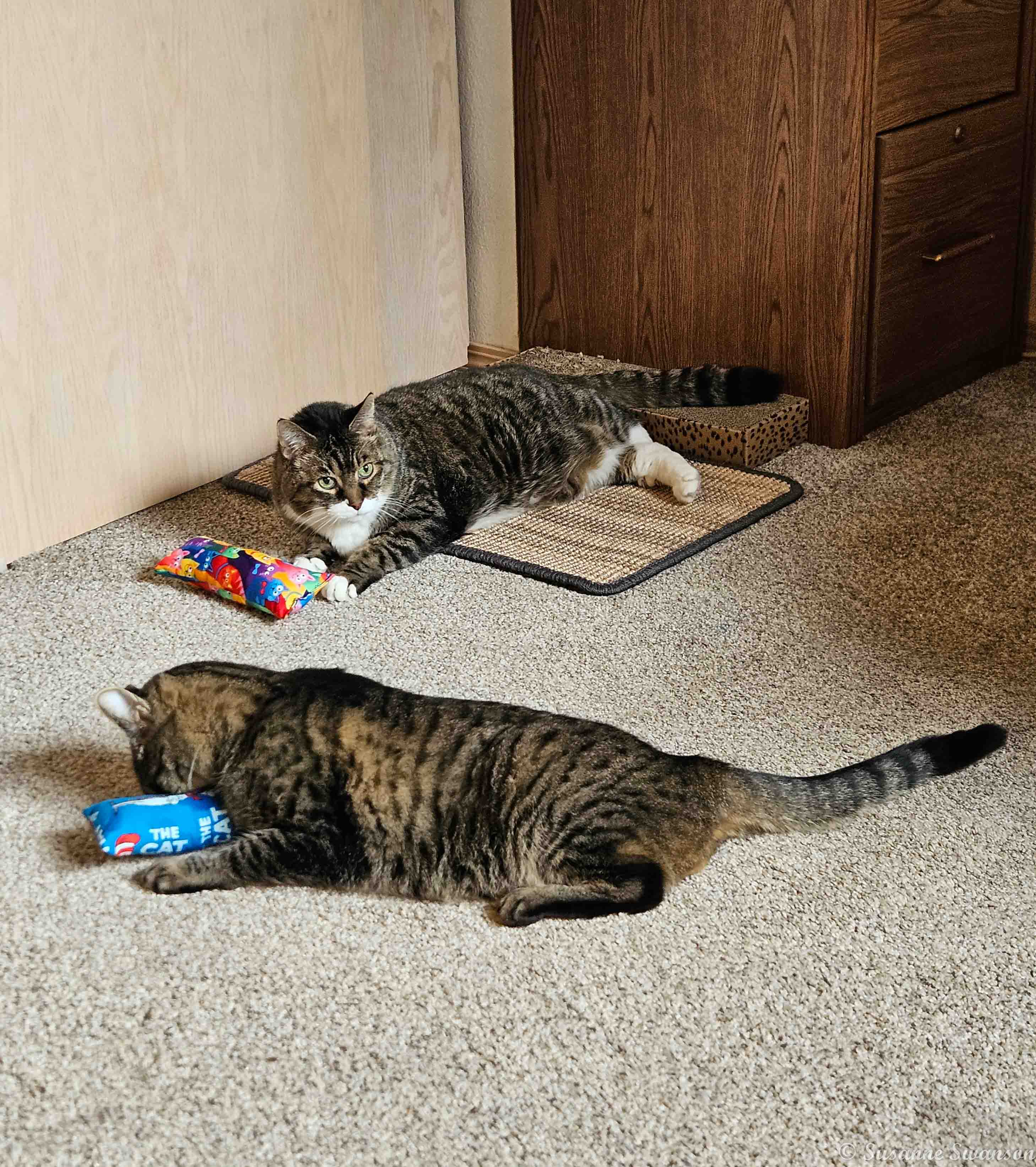 Benji and Tiger and the Catnip Kicker Toy – Cats and Trails and
