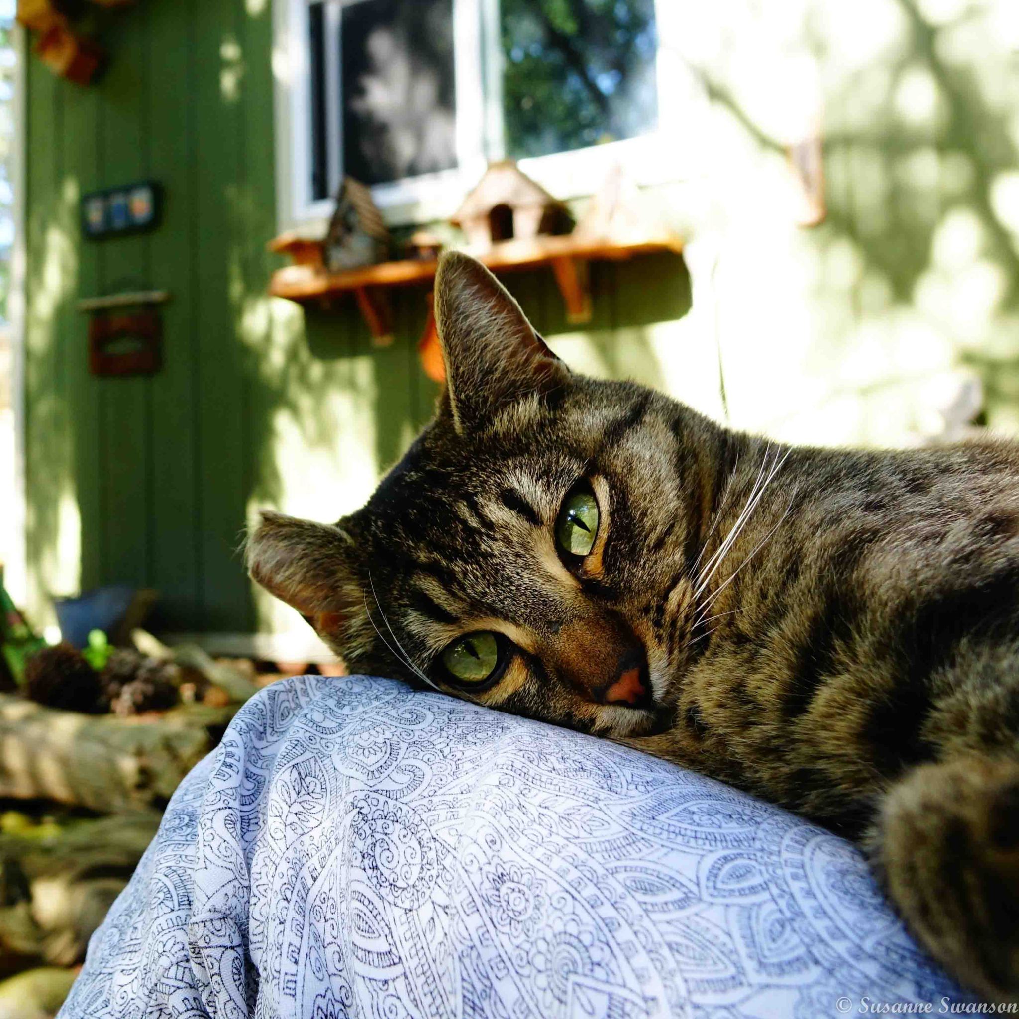 View of Cats in the Shadows – Cats and Trails and Garden Tales