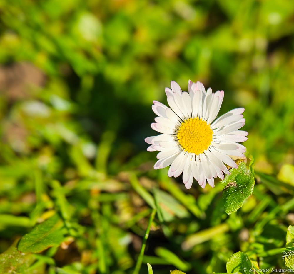 Daisies in the Grass – Cats and Trails and Garden Tales