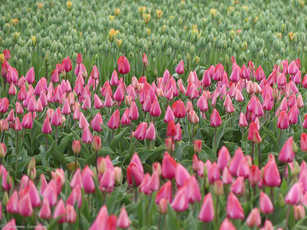 Celebrating #Tulips at Wooden Shoe Tulip Festival – Cats and
