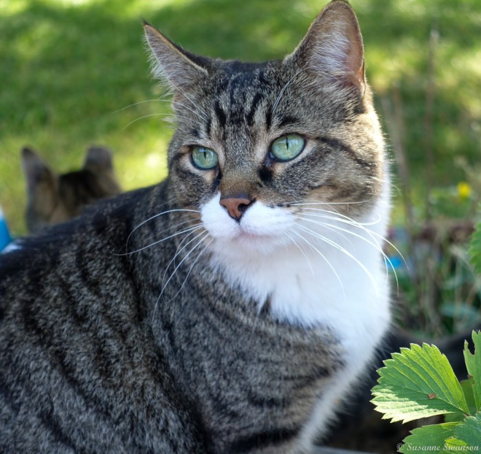 Sweet Dreams, Tiger – Cats and Trails and Garden Tales