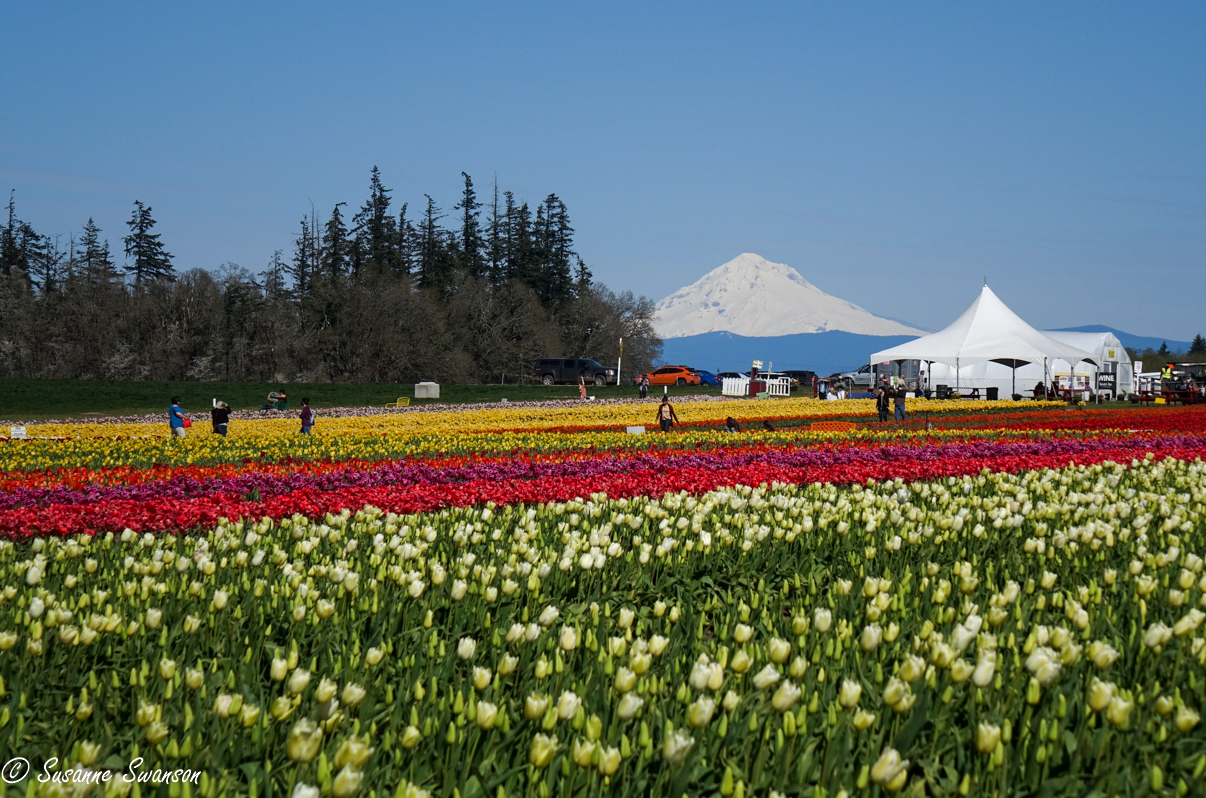 April is for Tulips – At Wooden Shoe Tulip Farm – Cats and Trails