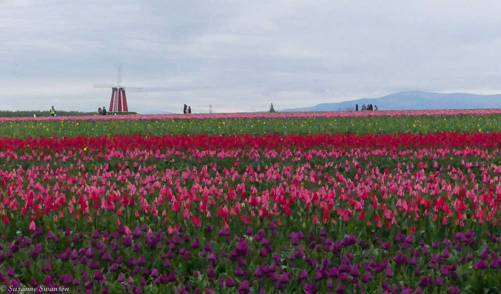 April is for Tulips – At Wooden Shoe Tulip Farm – Cats and Trails
